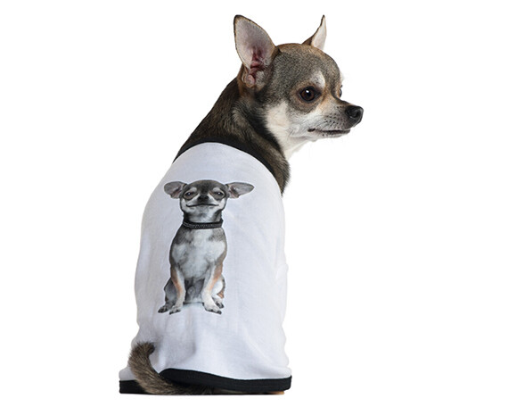 <p>Even Dogs Love Them</p>